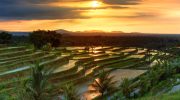 testosterone replacement therapy bali